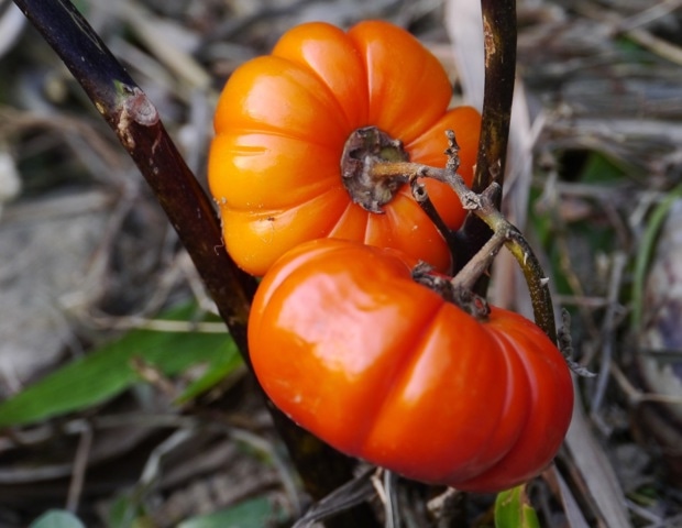 ������������ ����������������� �����, ������������ �������� SPARC