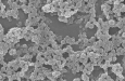 CIC biomaGUNE ������������� ����������� ��������� ����������� ��� ������� ����������� ������