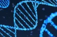 IDT и Aldevron запустили исследовательскую мРНК S.p. Cas9 в вариантах дикого типа и высокой точности SpyFi